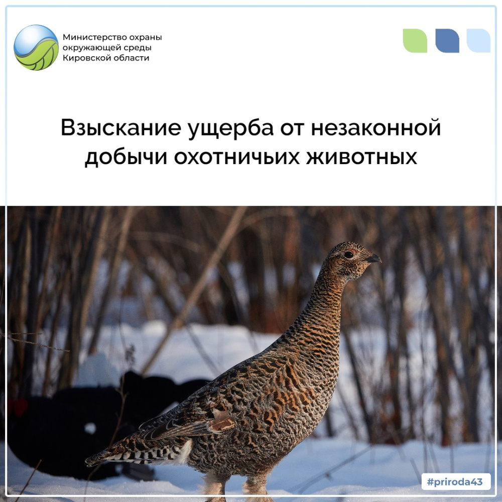 Взыскание ущерба от незаконной добычи охотничьих животных