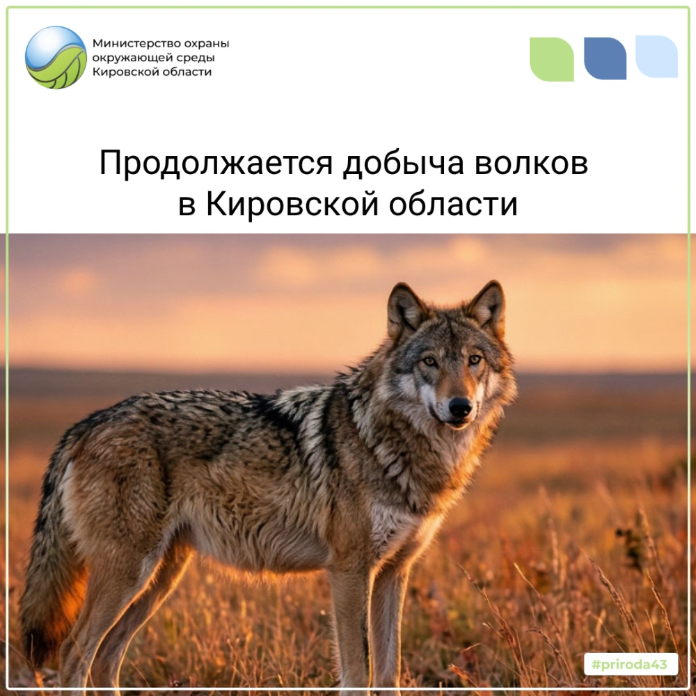 Продолжается добыча волков в Кировской области
