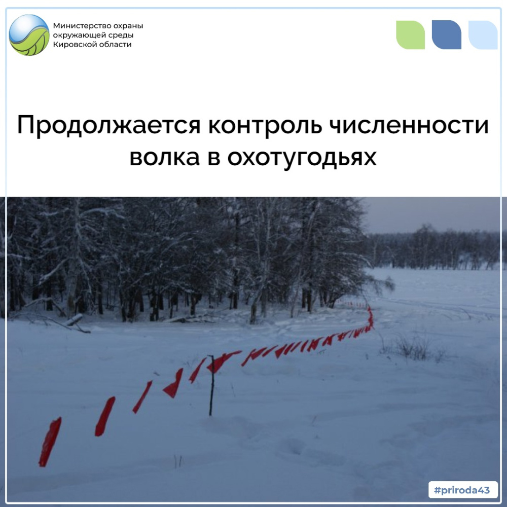 Продолжается контроль численности волка в охотугодьях