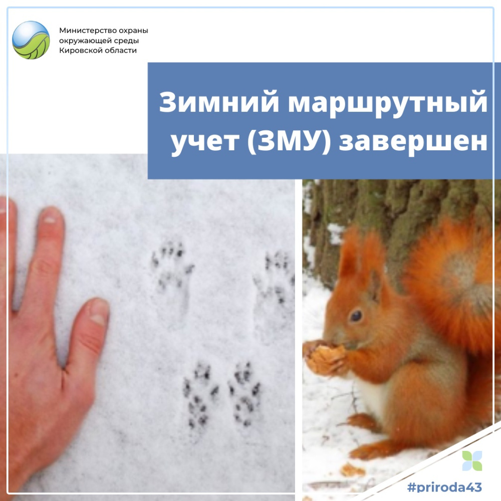 10 марта на территории охотничьих угодий Кировской области завершился полевой этап зимних маршрутных учётов.