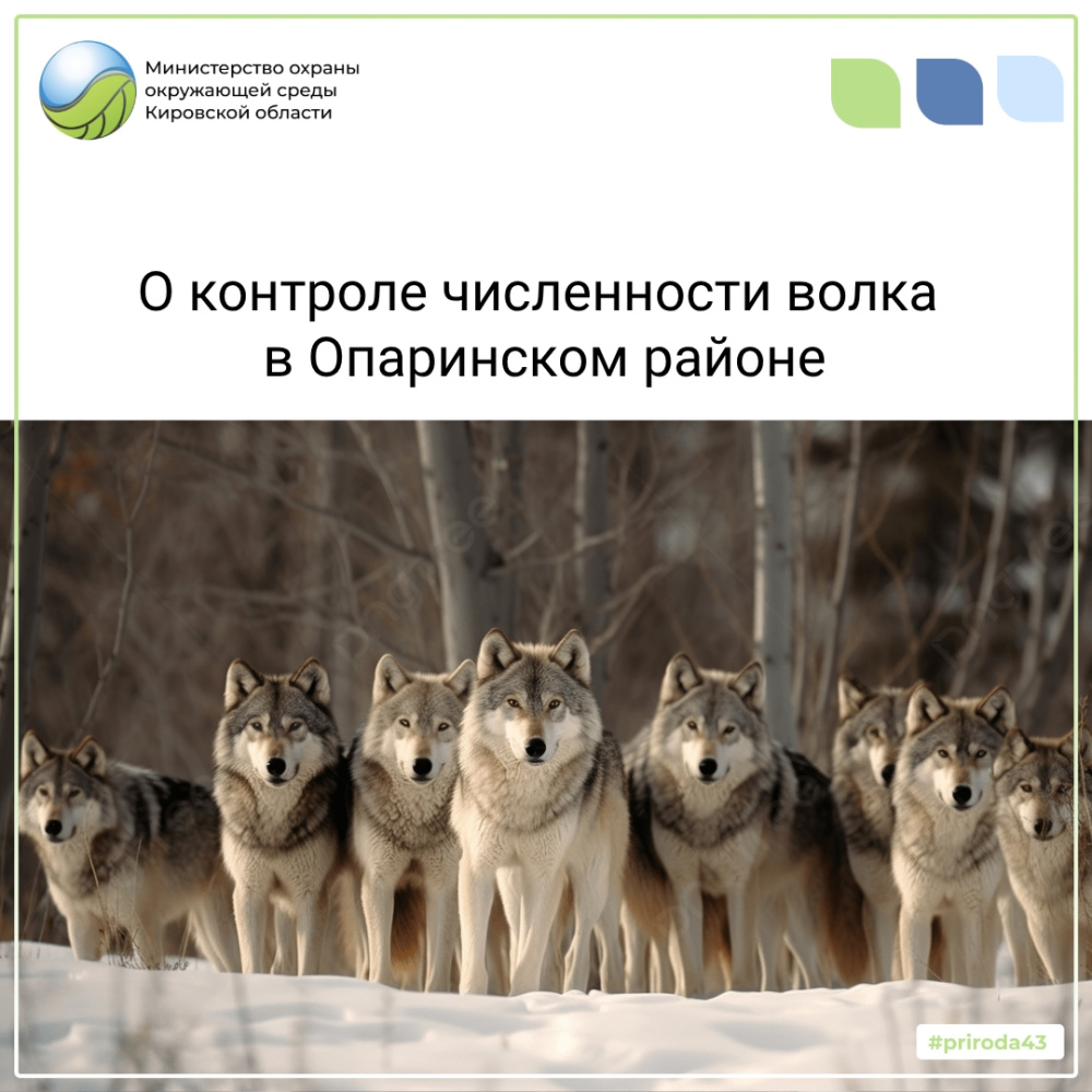 В Опаринских охотугодьях ведется работа по регулированию численности волков