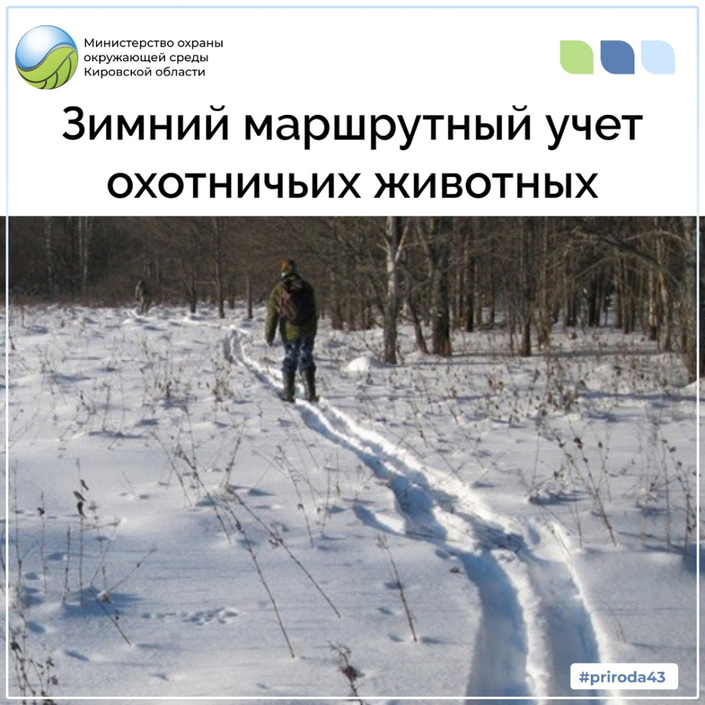 Зимний маршрутный учет охотничьих животных