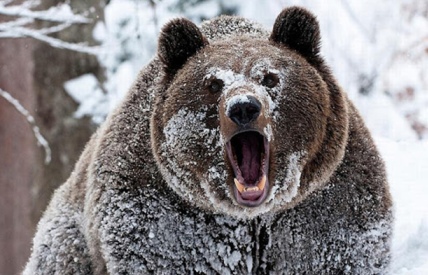 В Кировской области завершен сезон охоты на лося и медведя