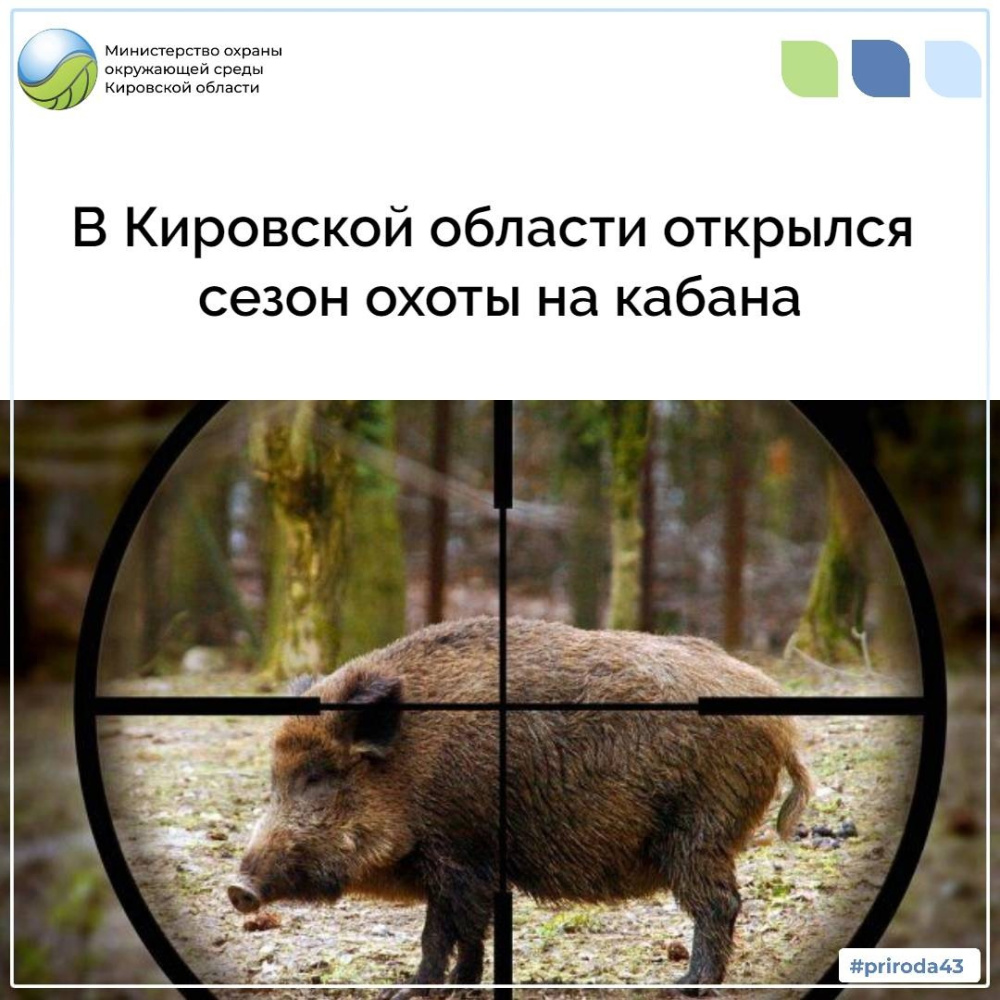 В Кировской области открылся сезон охоты на кабана