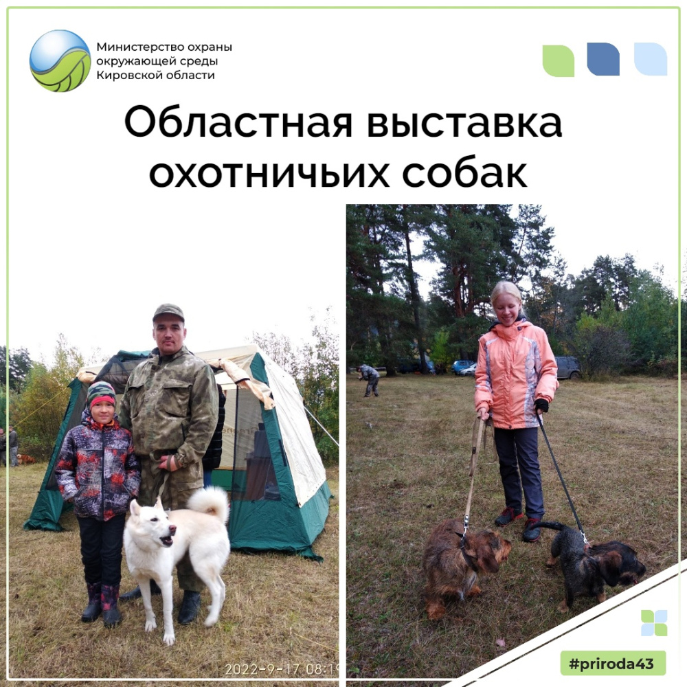Областная выставка охотничьих собак