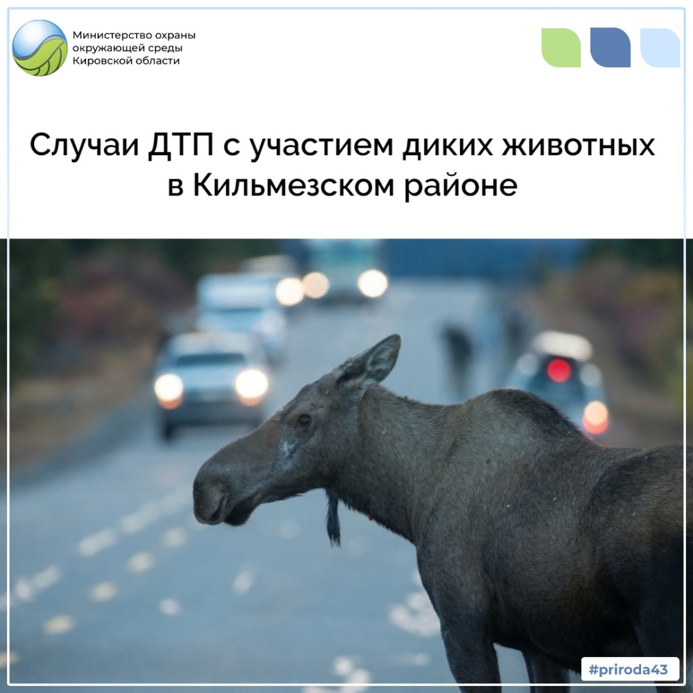 Случаи ДТП с участием диких животных в Кильмезском районе
