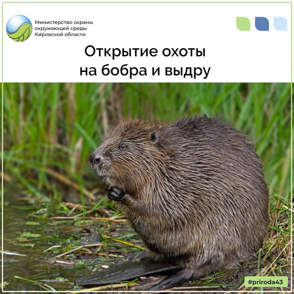 Открытие охоты на бобра и выдру