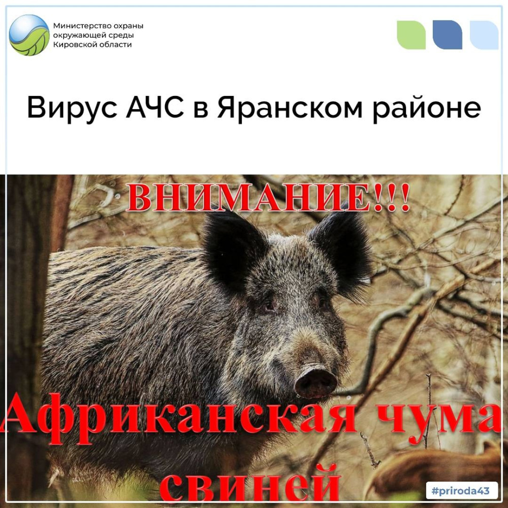 Вирус АЧС в Яранском районе