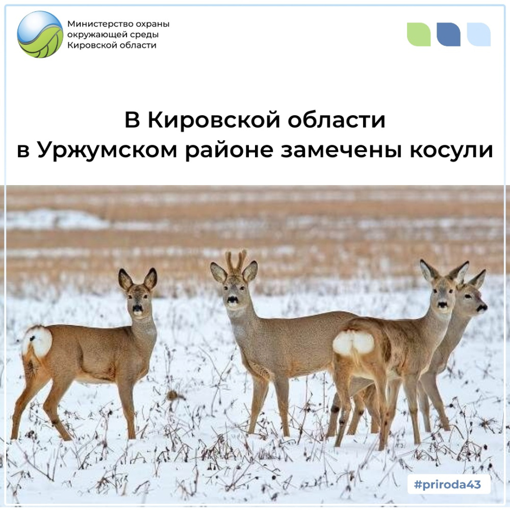 В Уржумском районе в очередной раз замечены косули