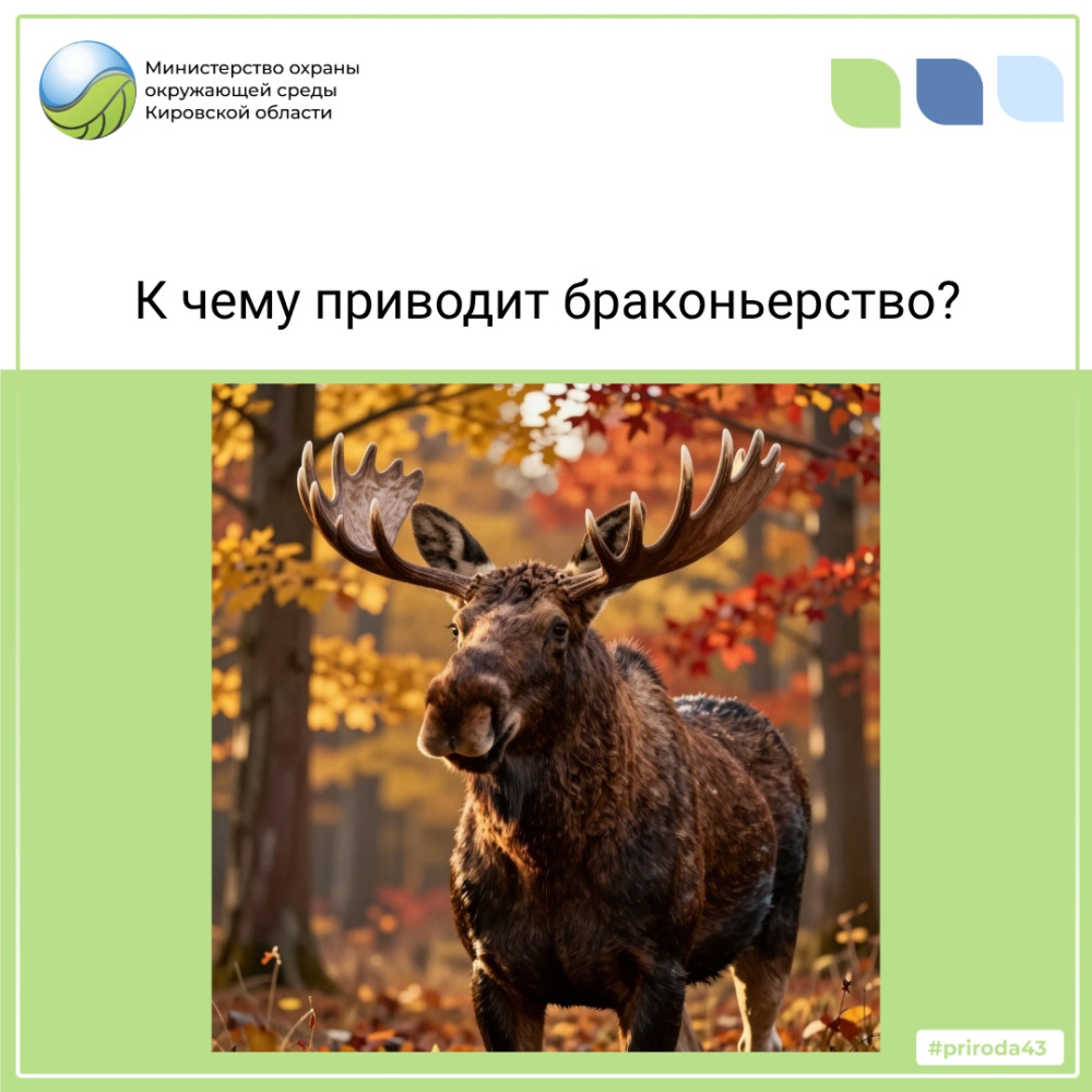 К чему приводит браконьерство? 