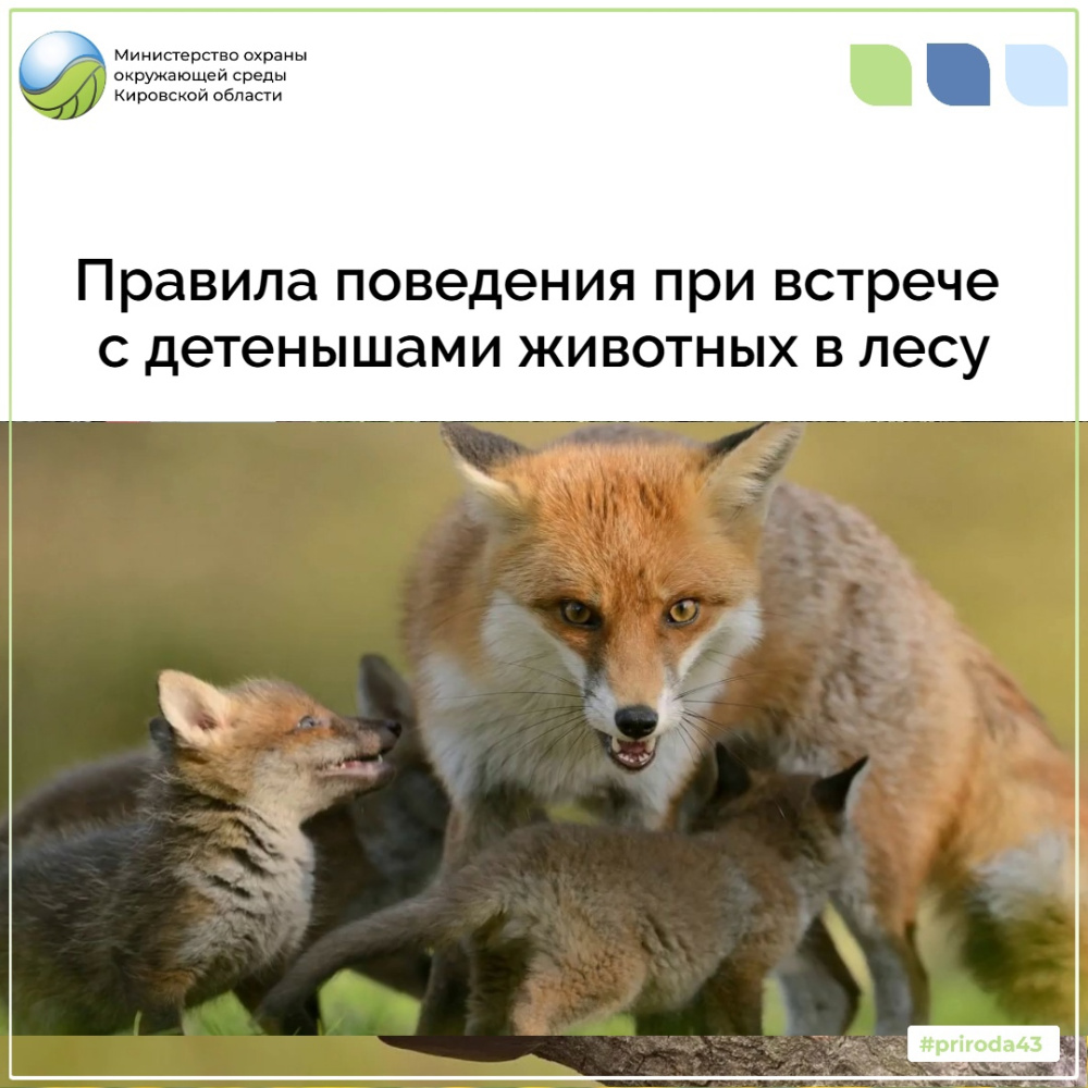 Правила поведения при встрече с детенышами животных в лесу 