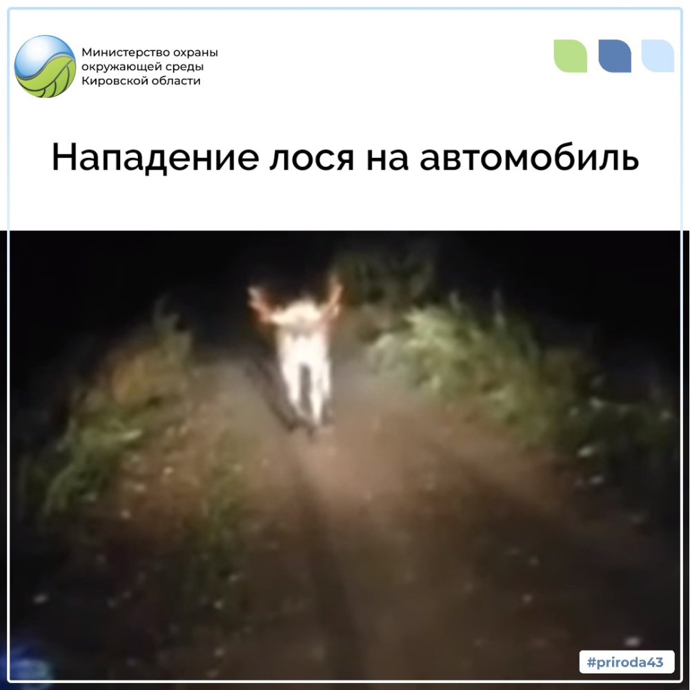 О нападении лося на автомобиль