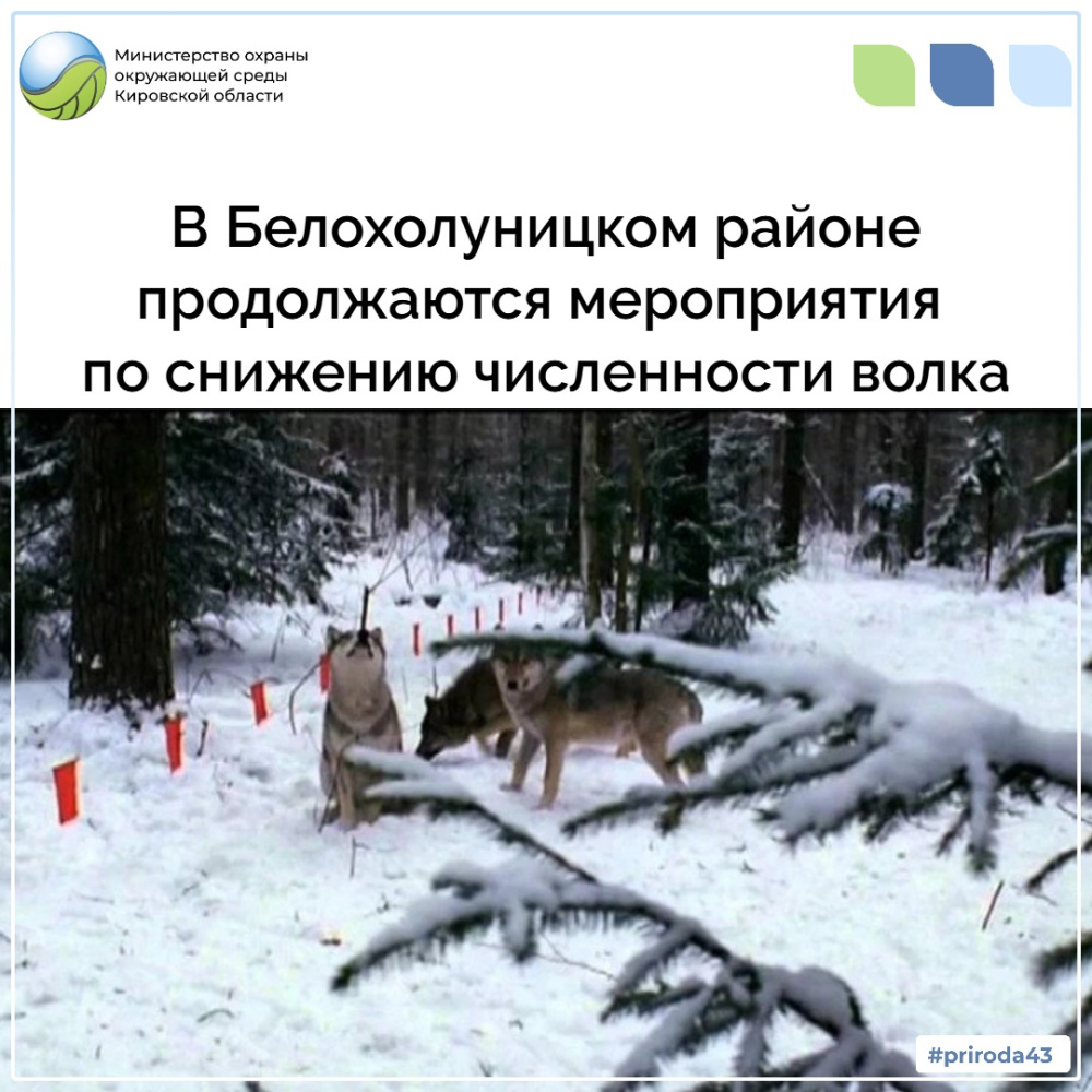 В Белохолуницком районе продолжаются мероприятия по снижению численности волка