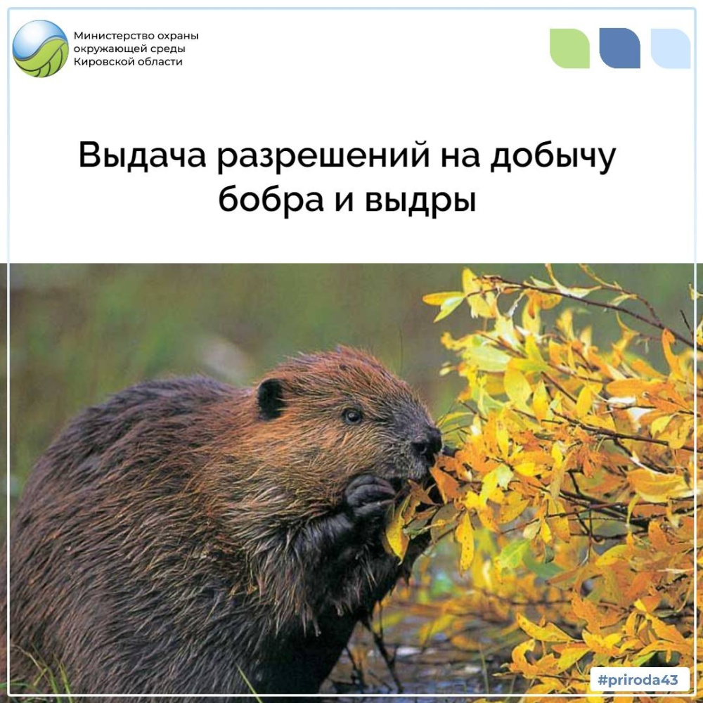 Выдача разрешений на добычу бобра и выдры