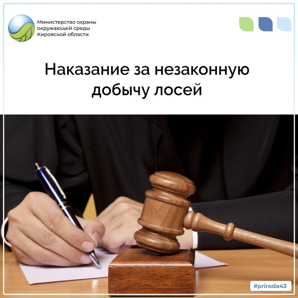 Наказание за незаконную добычу лосей