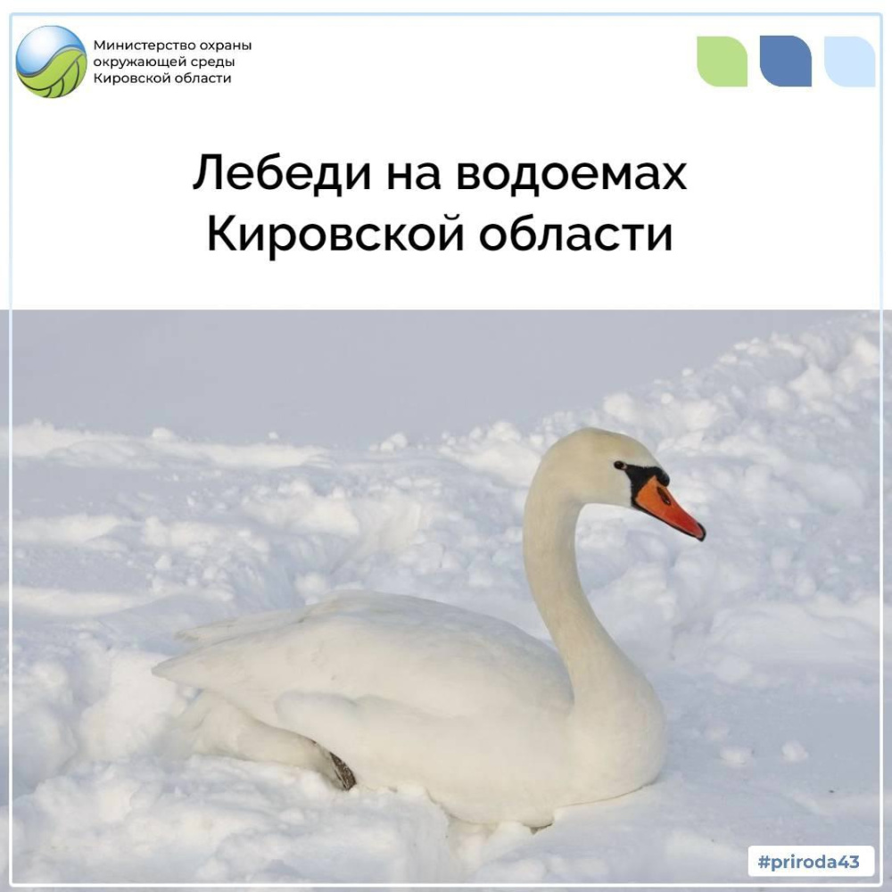 Лебеди на водоемах Кировской области 