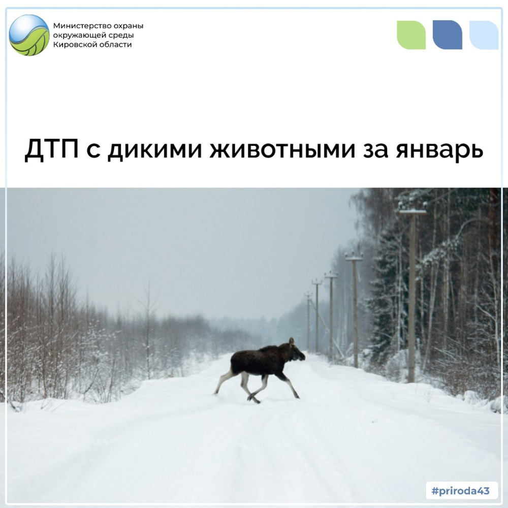 ДТП с дикими животными за январь
