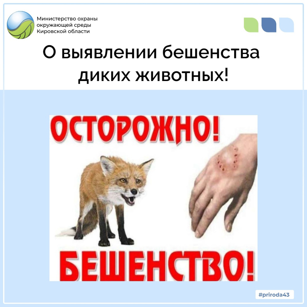 О выявлении бешенства диких животных