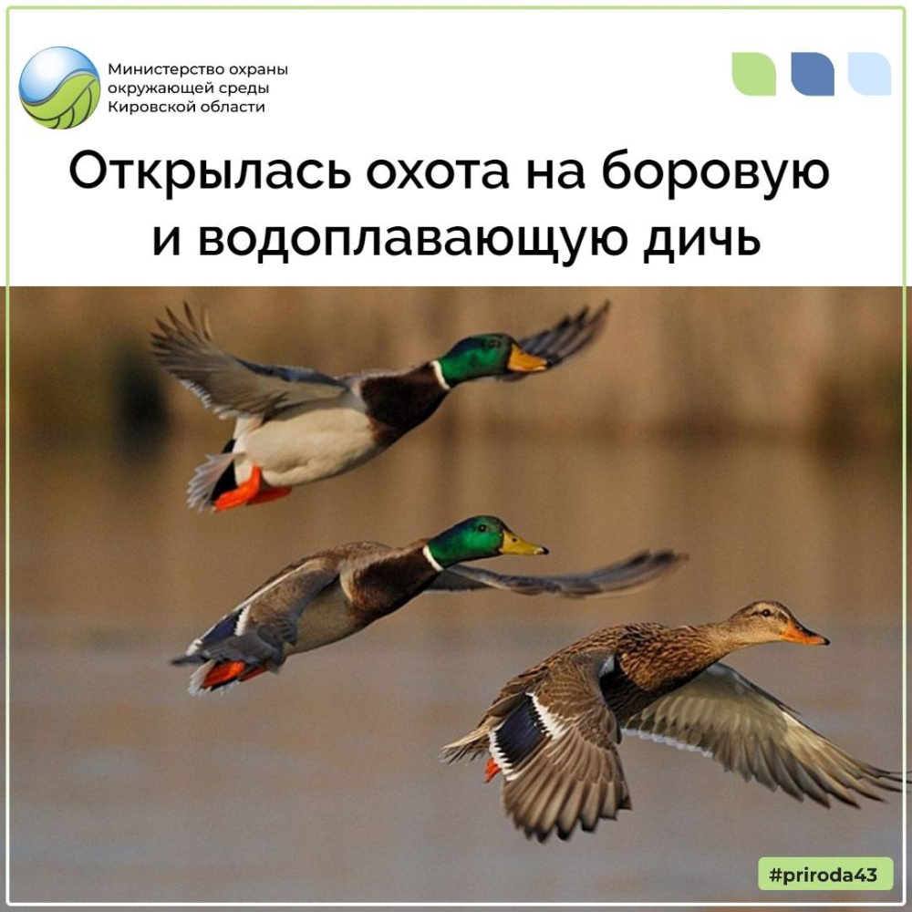 С 19 августа открылась охота на боровую и водоплавающую дичь