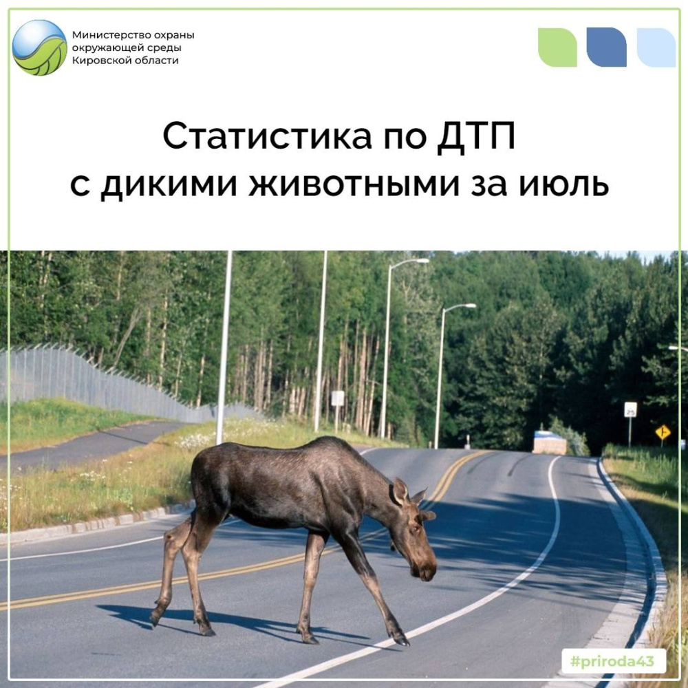 Статистика по ДТП с дикими животными за июль 