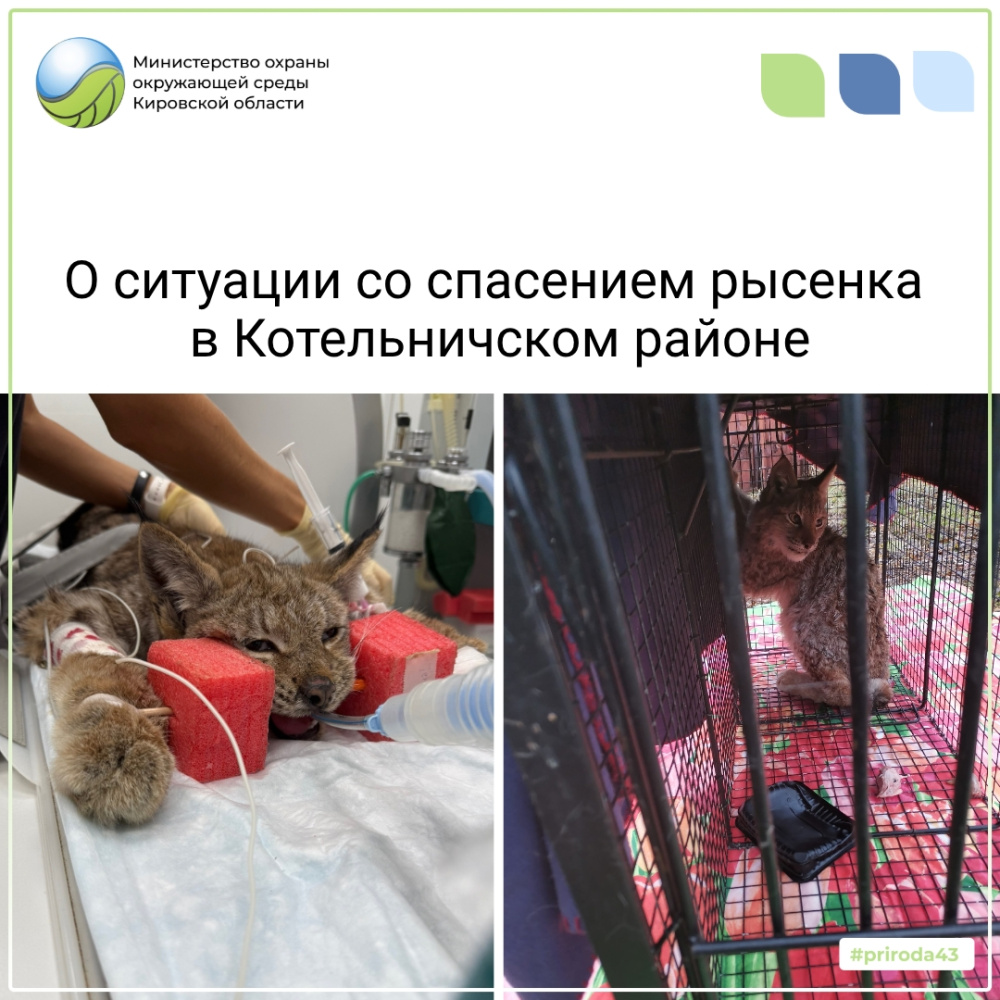 В Котельничском районе спасена молодая рысь