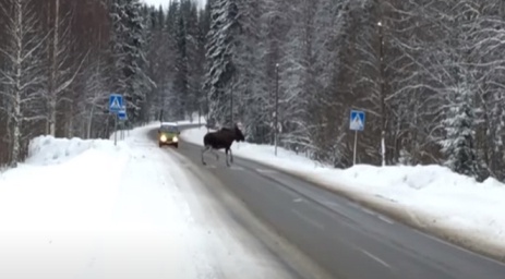 ДТП с участием диких животных!