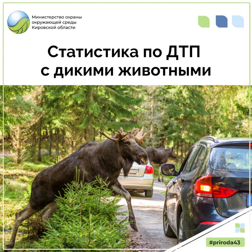 Статистика по ДТП с дикими животными