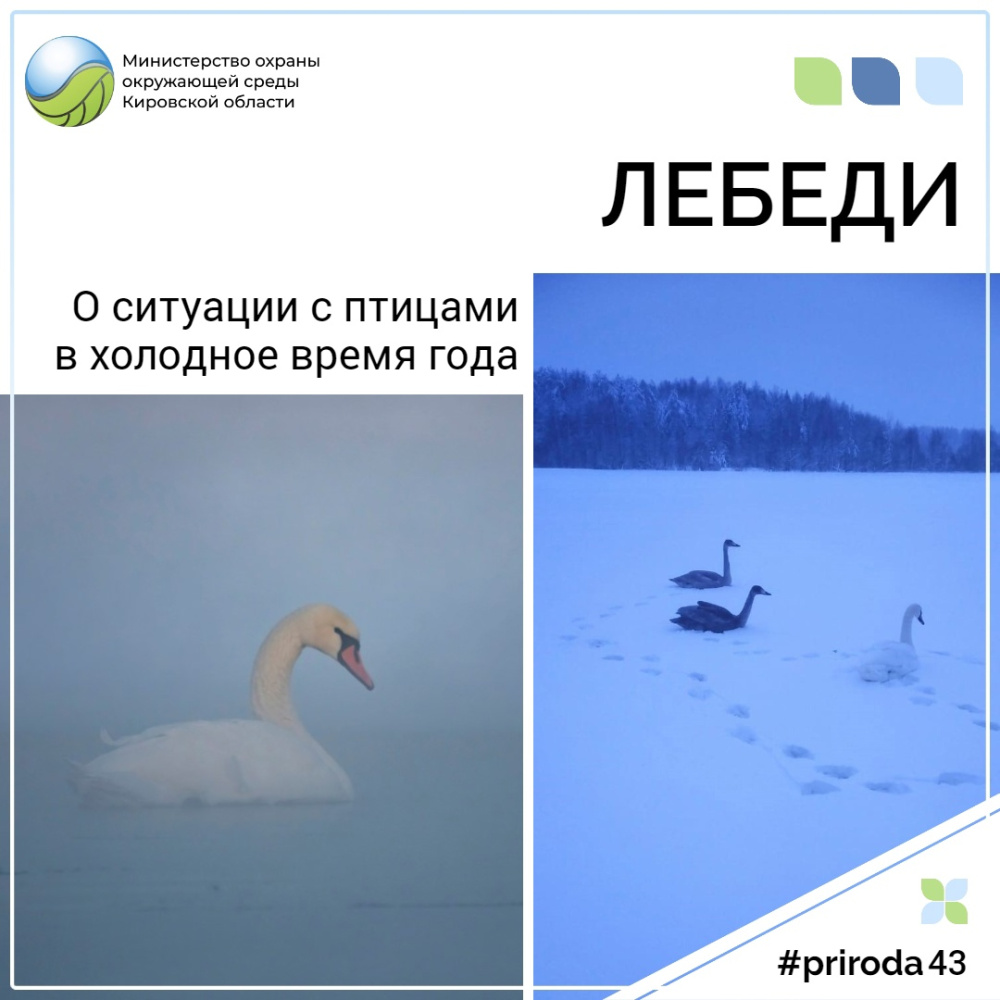 О ситуации с птицами в холодное время года