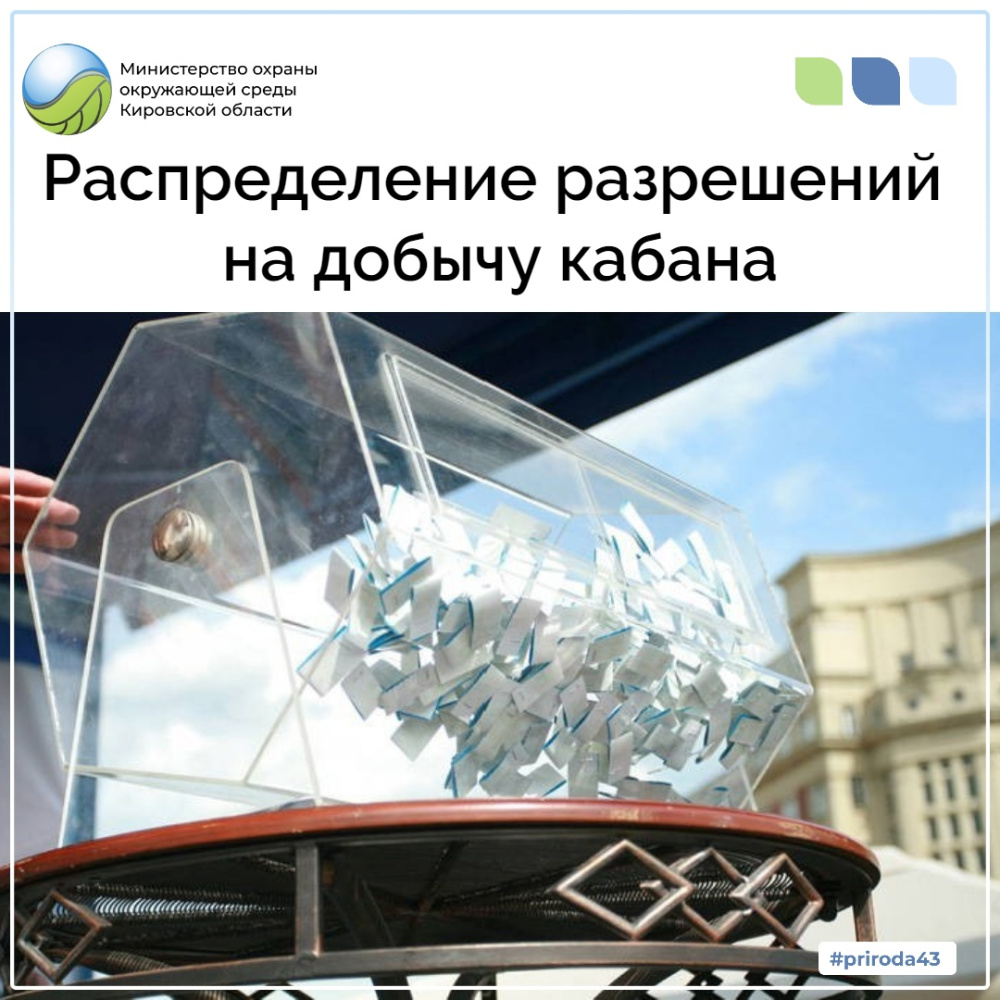 Распределение разрешений на добычу кабана 