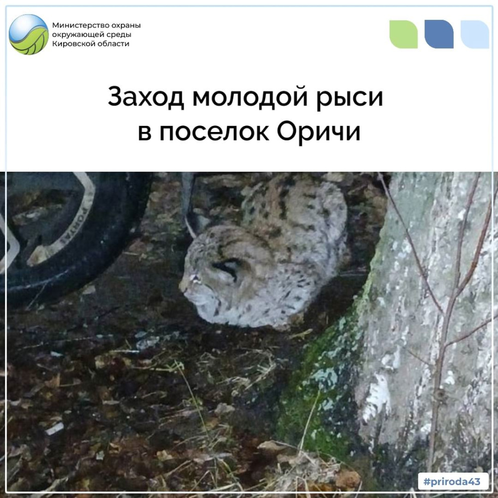 Заход молодой рыси в п. Оричи