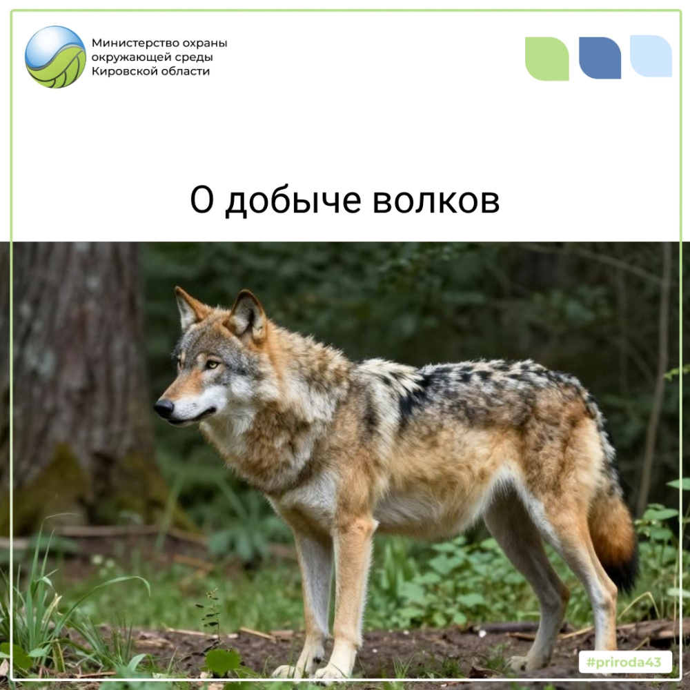 О добыче волков