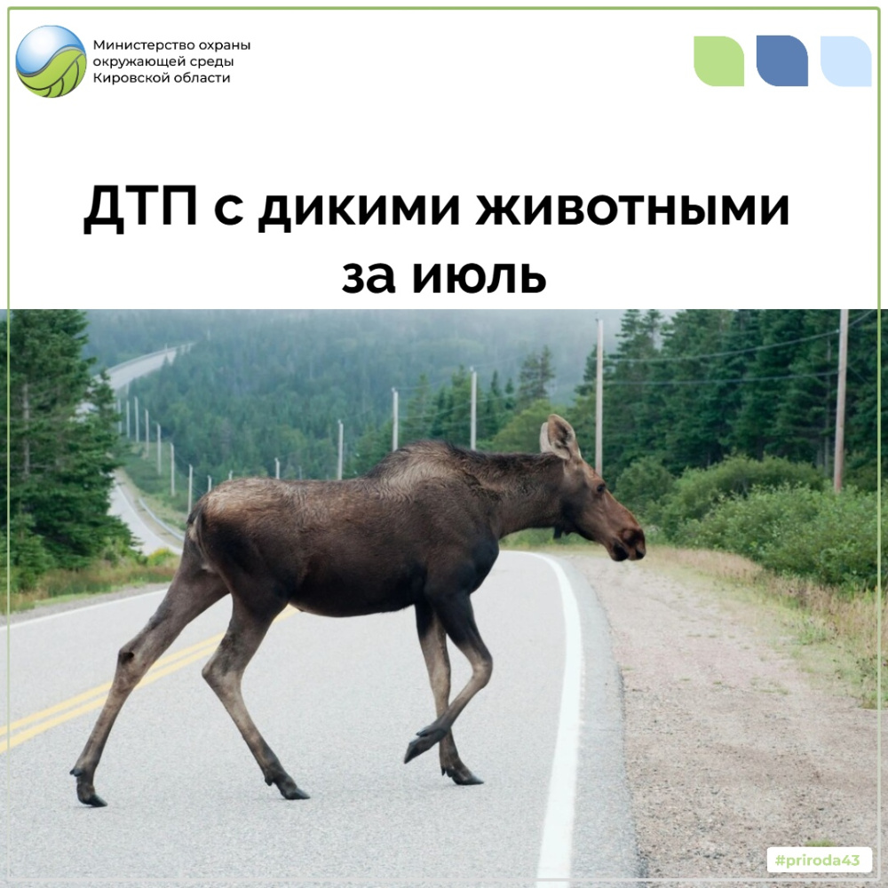 ДТП с дикими животными за июль