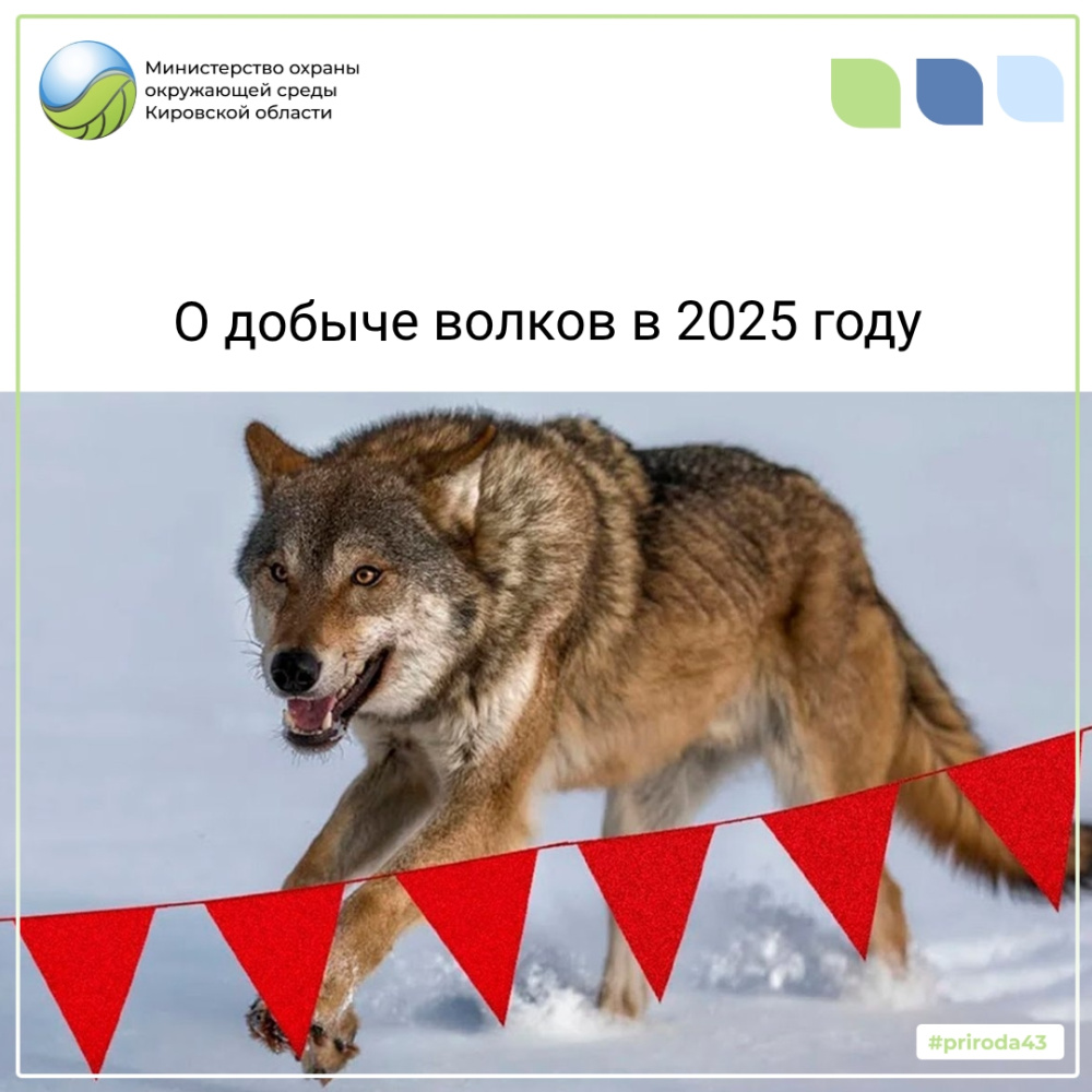О добыче волков в 2025 году