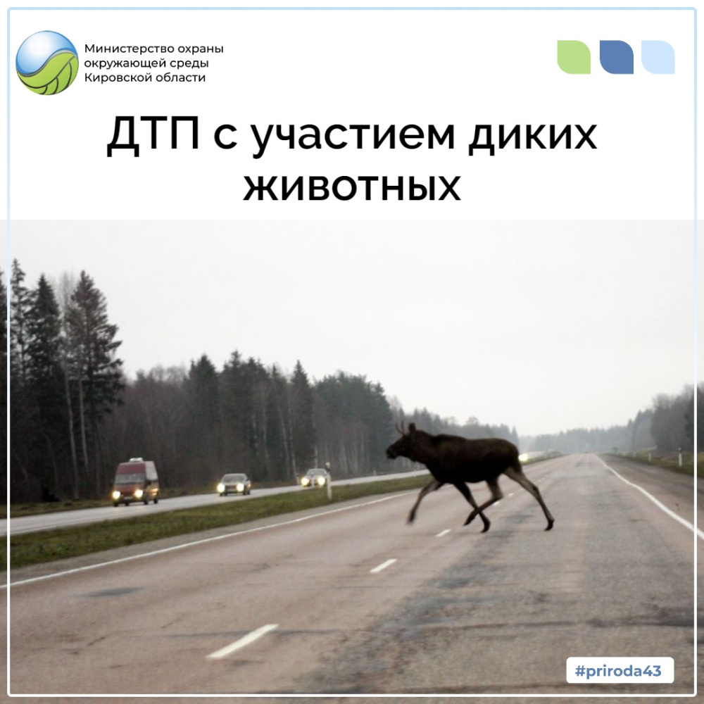 ДТП с участием диких животных!