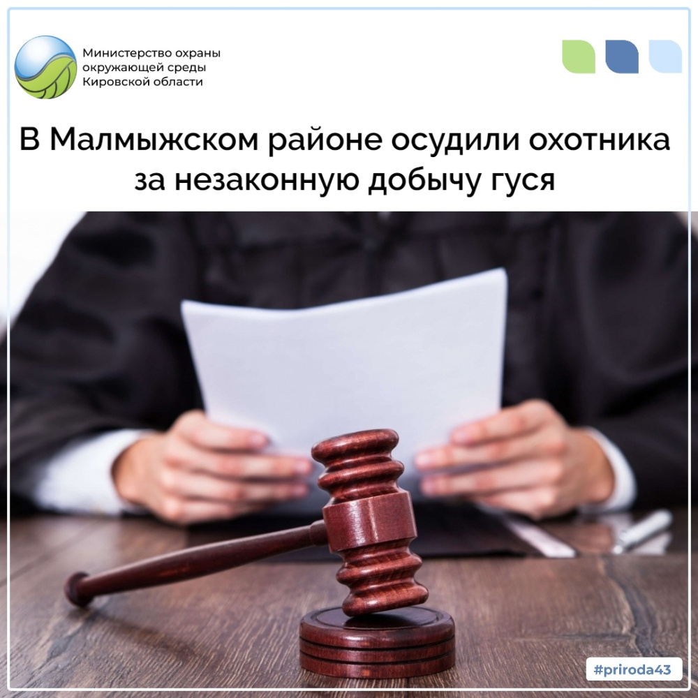 В Малмыжском районе осудили охотника за незаконную добычу гуся
