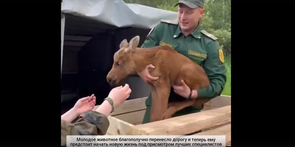 Спасение маленького лосенка