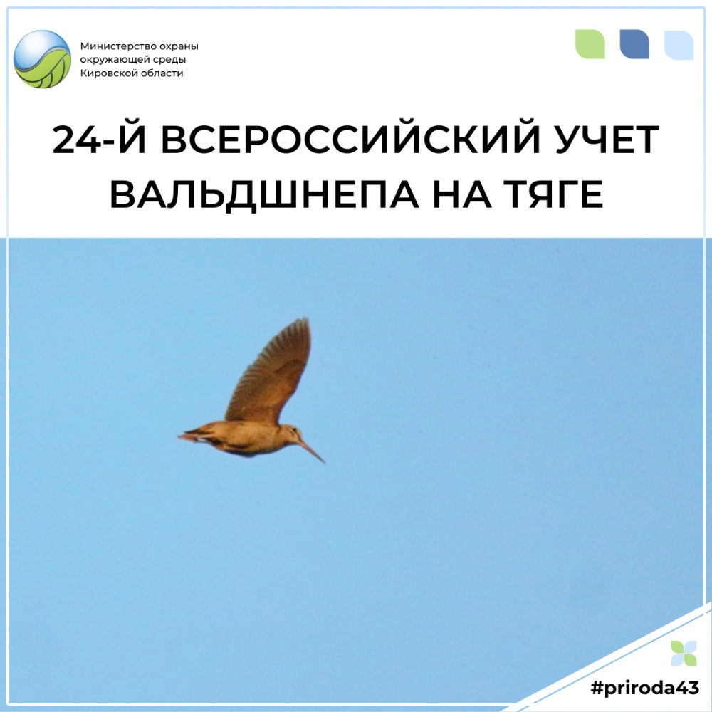 Приглашаем принять участие в 24-м Всероссийском учете вальдшнепа на тяге