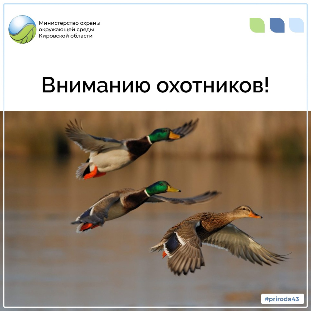 30 ноября завершается сезон охоты на водоплавающую и болотно-луговую дичь