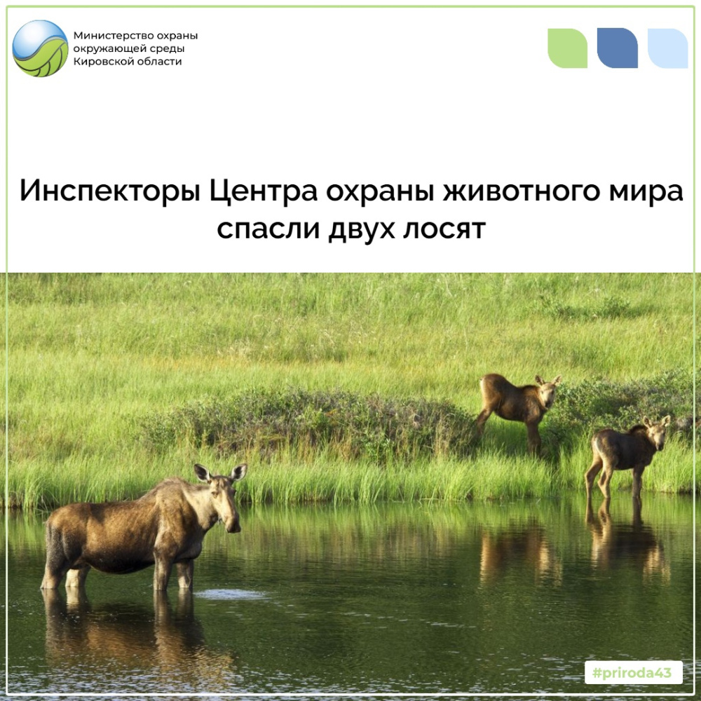Инспекторы Центра охраны животного мира спасли двух лосят