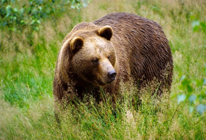 В Кировской области открылась охота на медведя