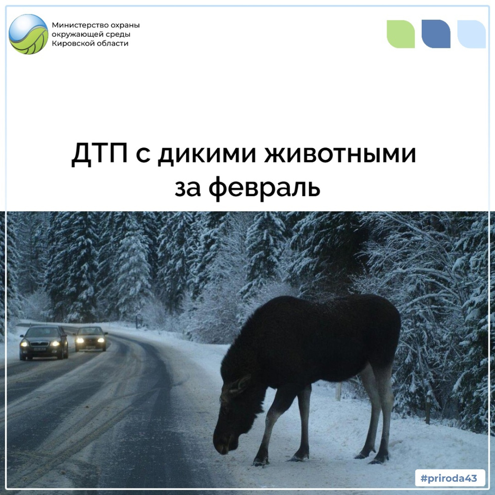 ДТП с дикими животными за февраль