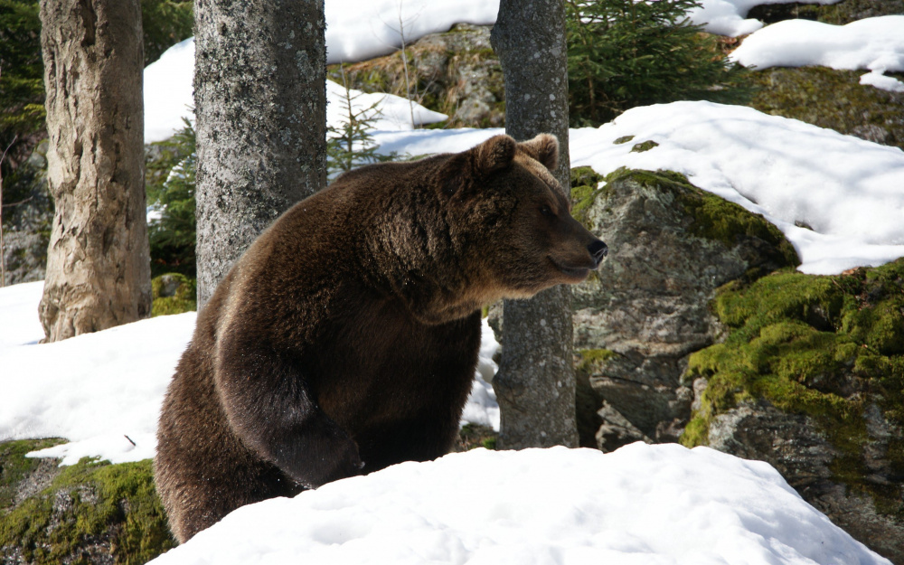 О распределении разрешений на добычу медведя в сроки весенней охоты 