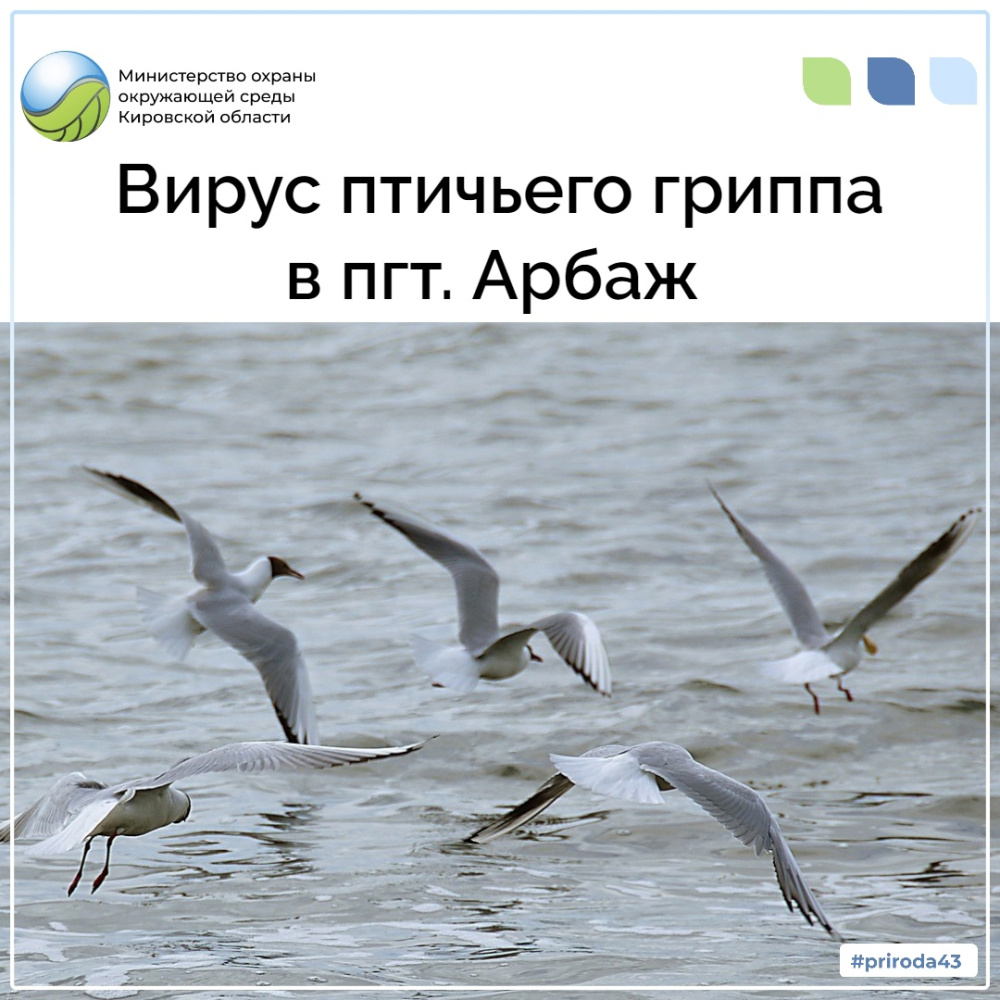 Вирус птичьего гриппа в пгт. Арбаж