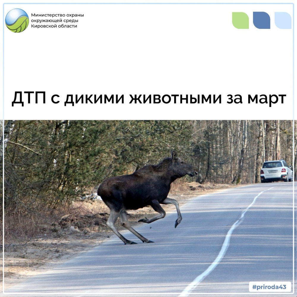 ДТП с дикими животными за март