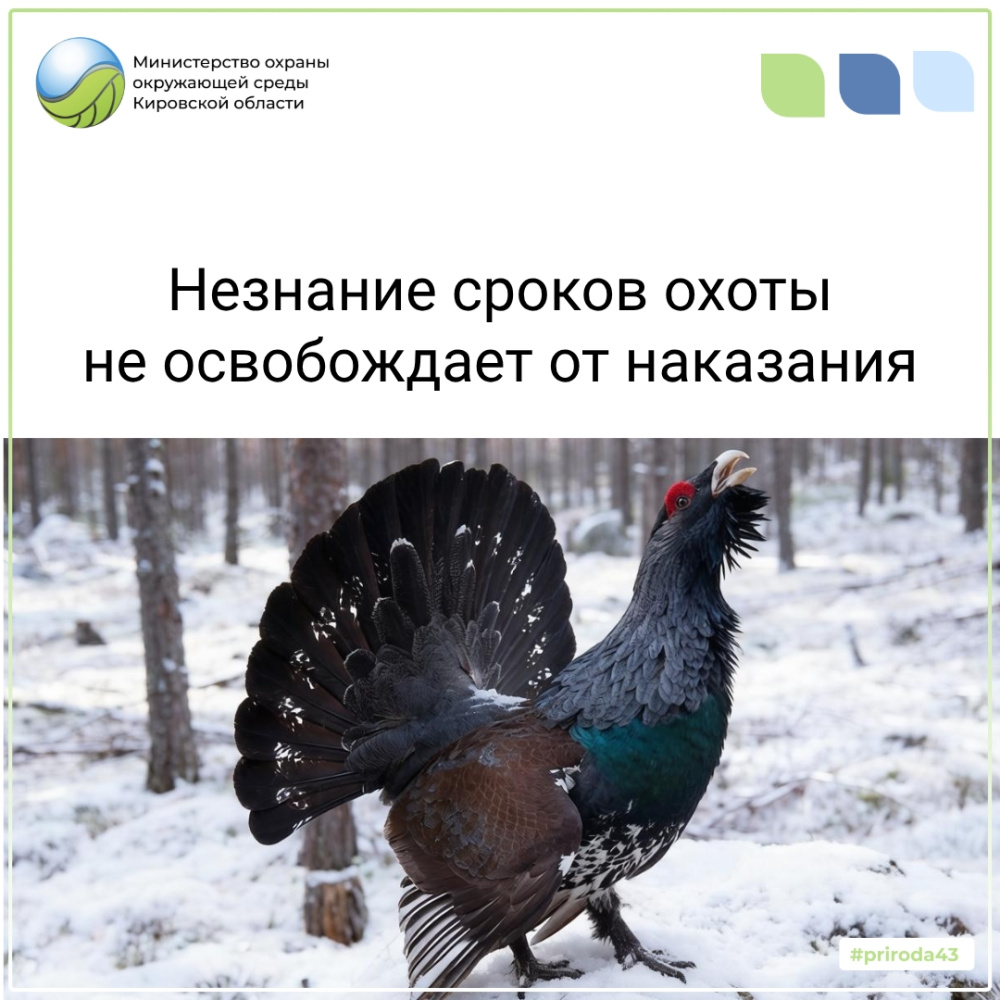 Белохолуницкий охотник лишен билета за отстрел глухаря