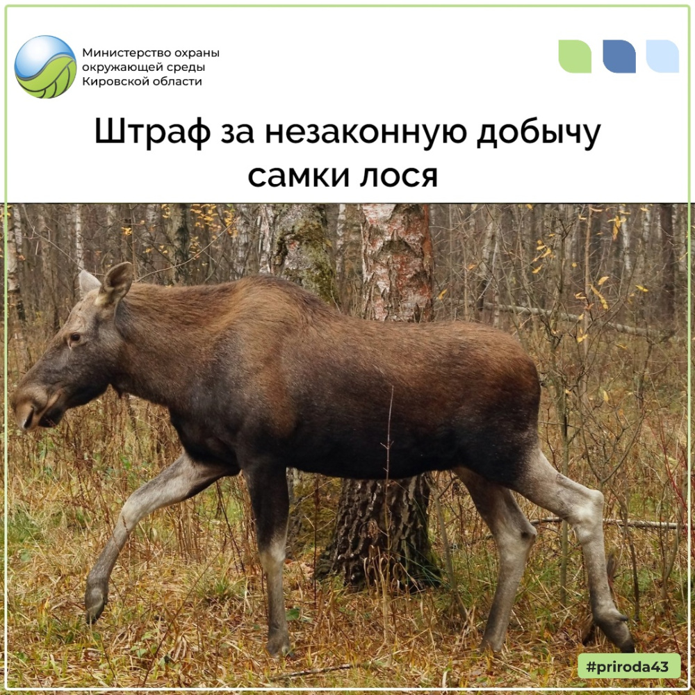 Штраф за незаконную добычу самки лося