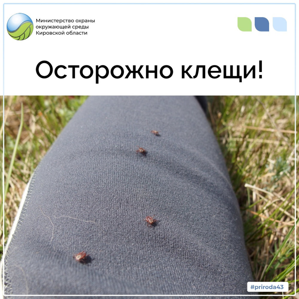 Осторожно клещи!