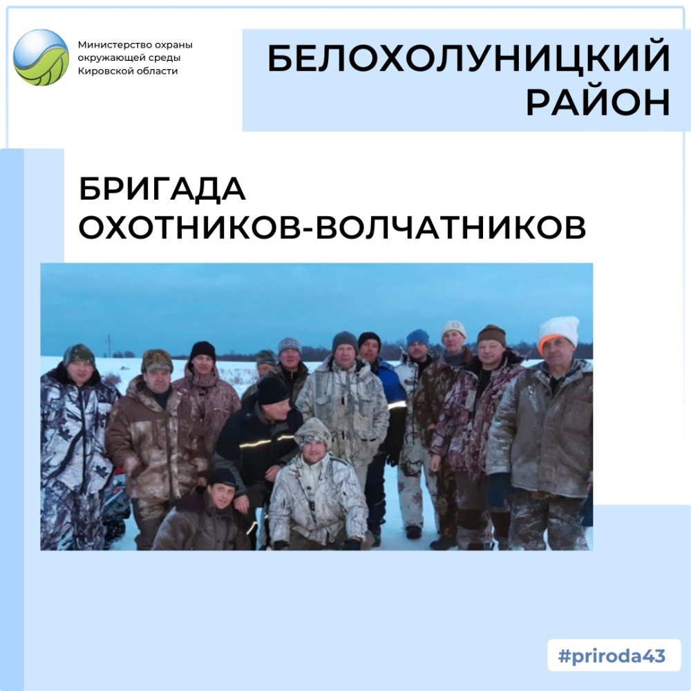 Контроль за численностью волка в Белохолуницком районе