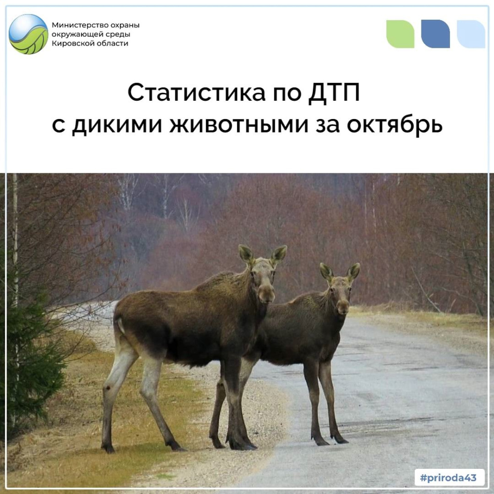 Статистика по ДТП с дикими животными за октябрь