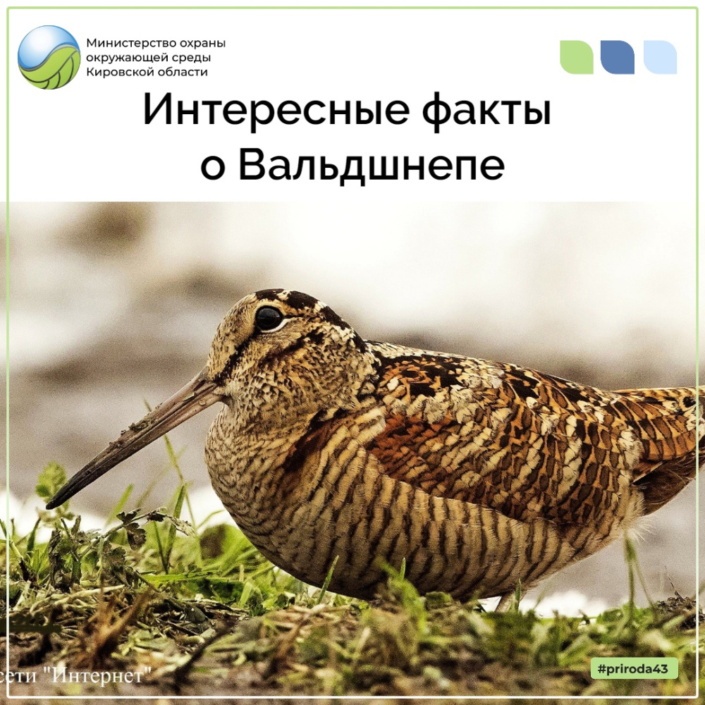 Интересные факты о вальдшнепе
